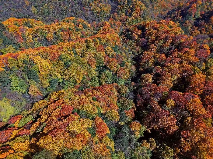 客流突破2.5万人次，秋假引燃旺苍文旅热